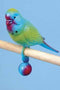Lg Play Bird-Penn Plax