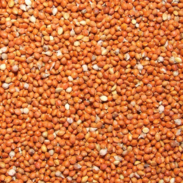 20lb Red Proso Millet - Bulk Ingredients