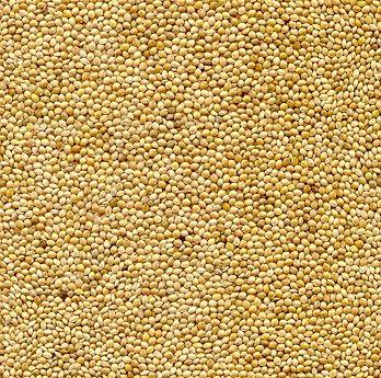 20lb White Proso Millet - Bulk Ingredients