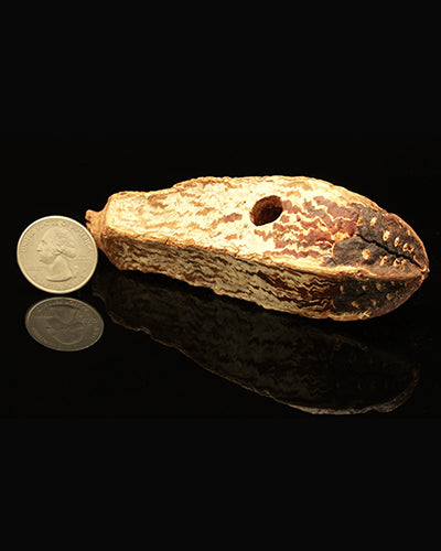 Mahogany Pod